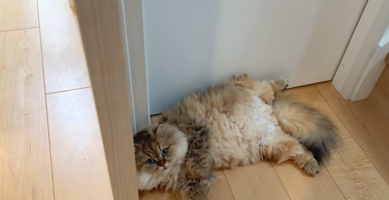 階段下で寝る茶猫