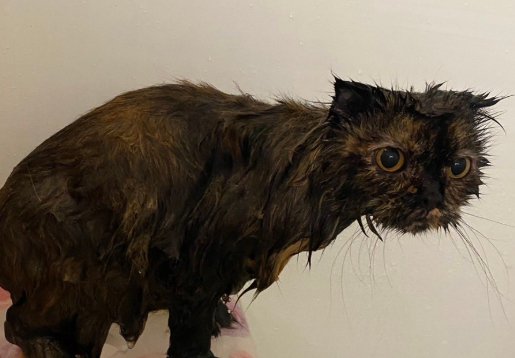 水に濡れているサビ柄の猫