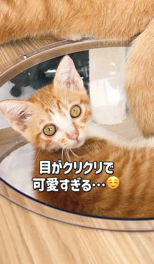 キャットボウルの中にいる子猫