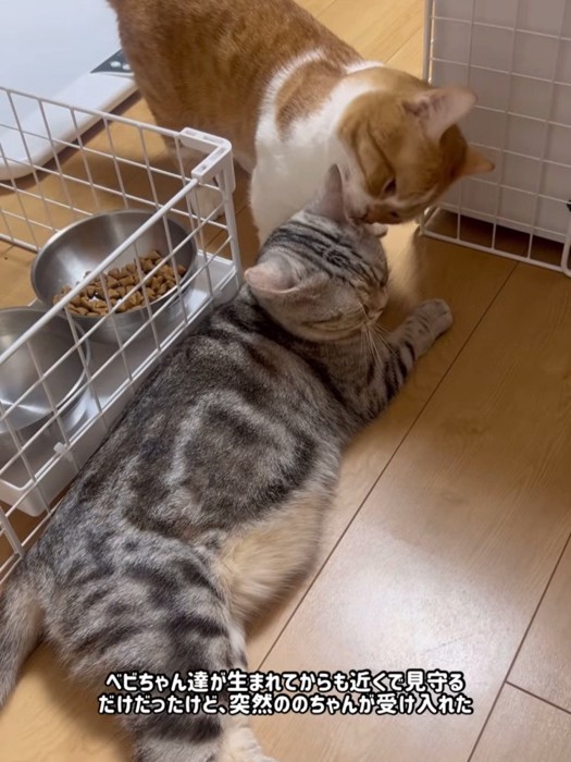 耳を毛づくろいされる猫