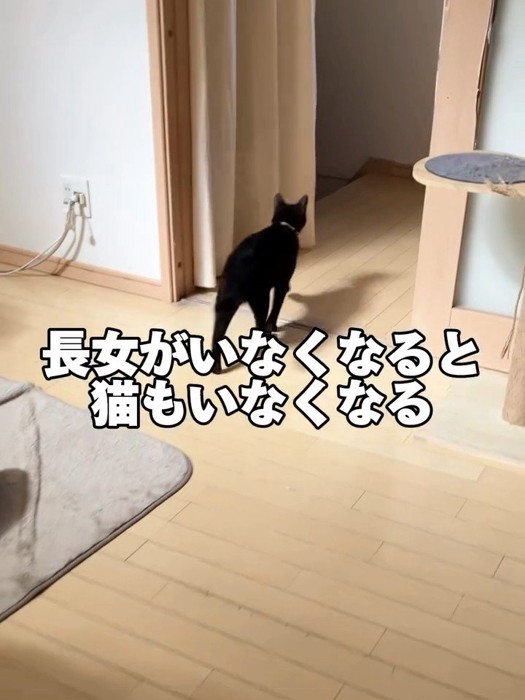 歩く黒猫