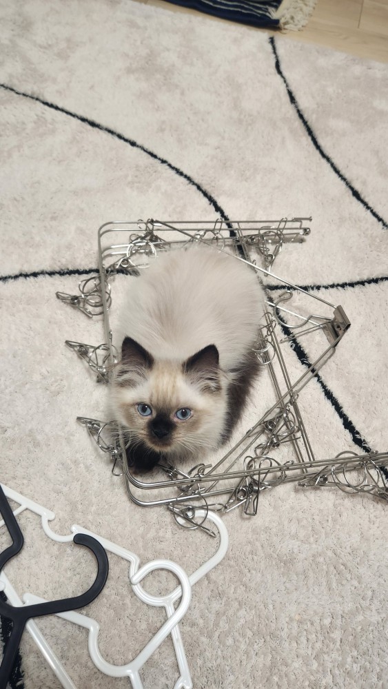 ピンチハンガーの内側に収まる福くん