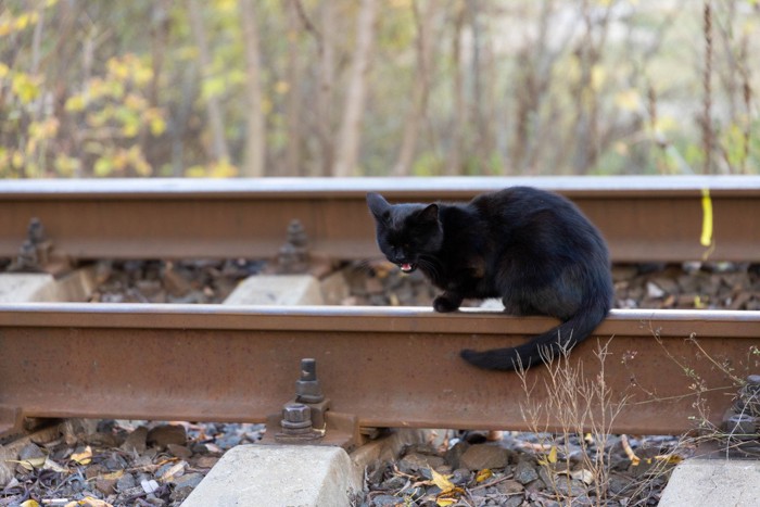 線路の上の黒猫