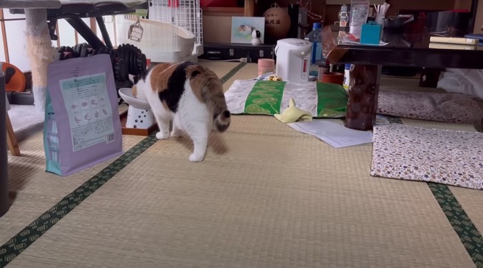 フードを食べる猫