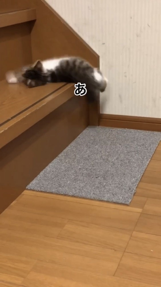 階段で遊ぶ子猫