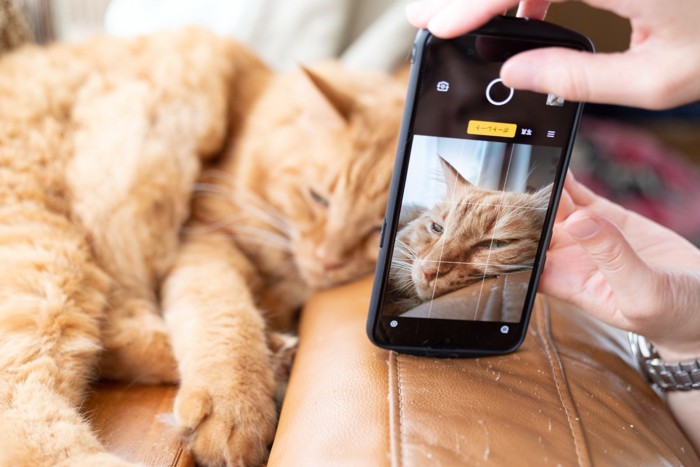 猫の写真を撮る