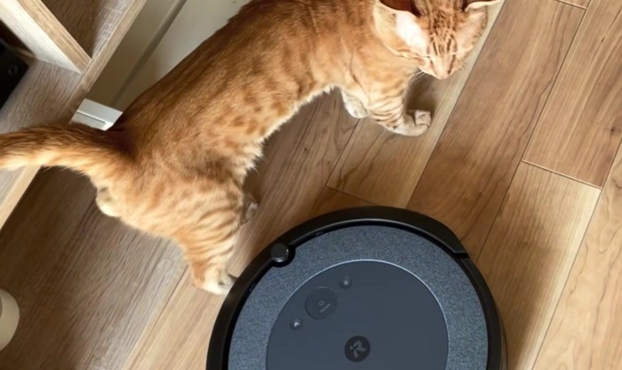 お掃除ロボットが当たっても気にしない茶トラ猫の様子