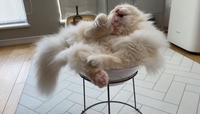 寛ぐおこめちゃん