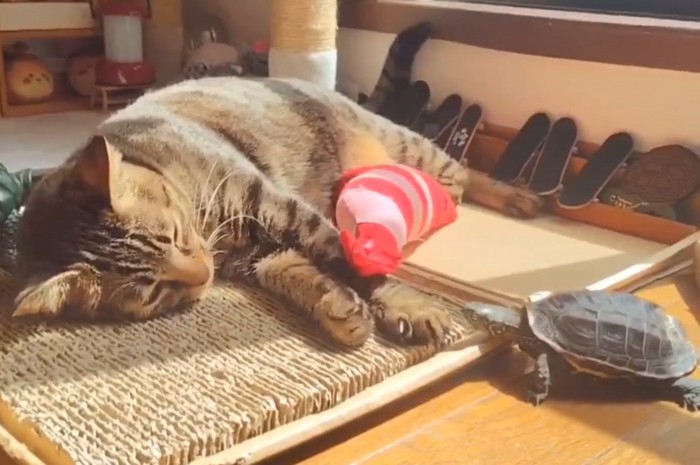 顔を近づける亀