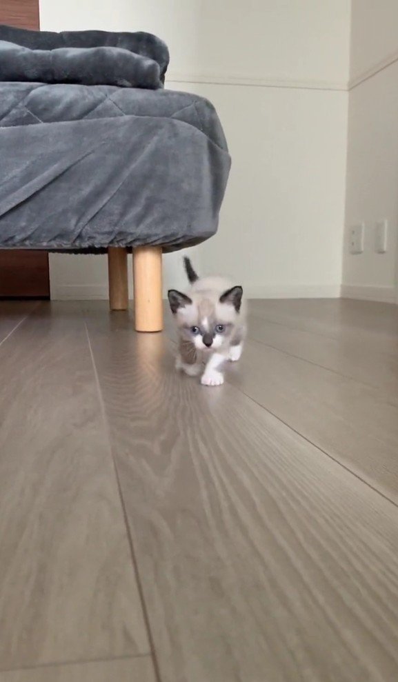 近づいてくるにぼしくん