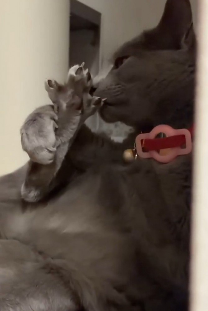 足を嗅ぐ猫