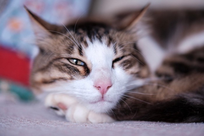 ウインクする猫