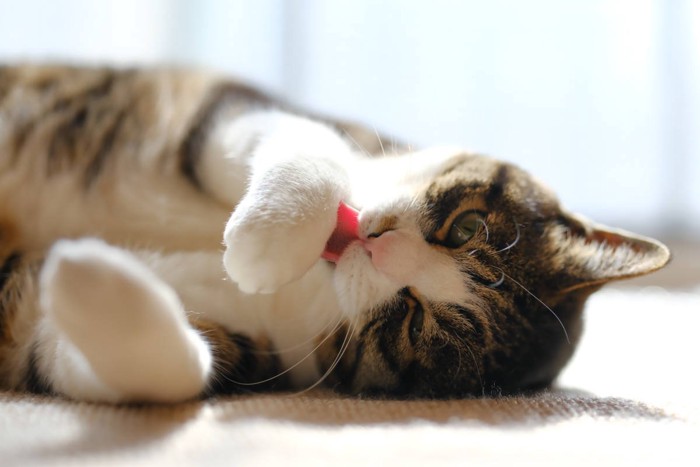 毛繕いをする猫