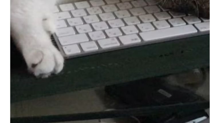 キーボードの上で眠る猫