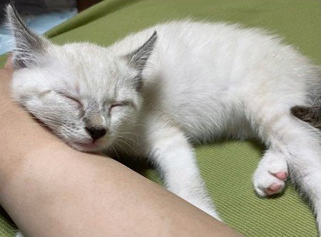 人に寄りかかって寝る子猫