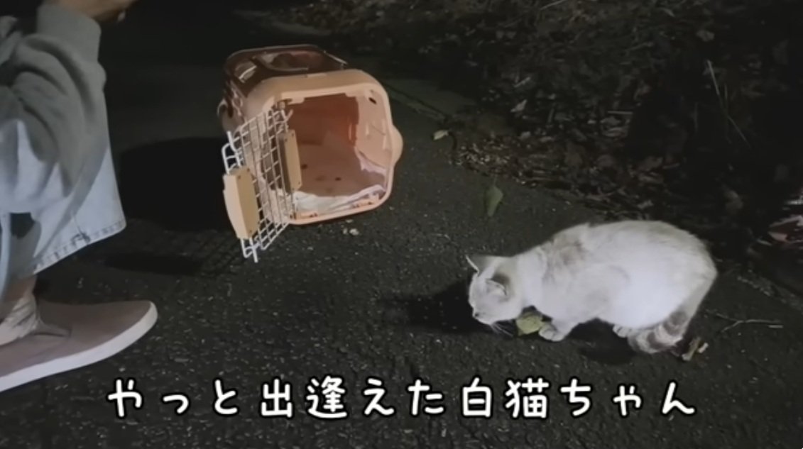 捕獲機の前にいるシャムトラ猫