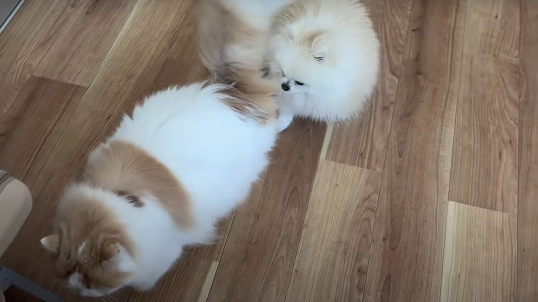 猫の後を追う犬