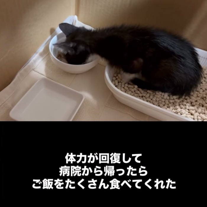 ごはんを食べる子猫