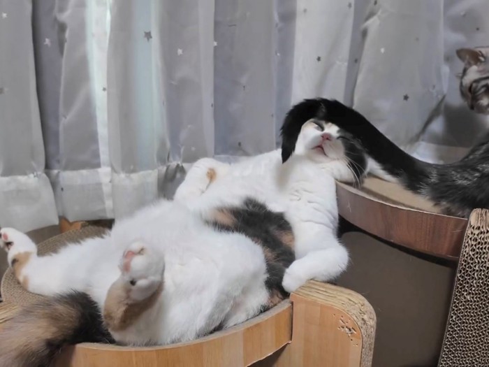 ブリショの顔の近くを通過するアメショの尻尾