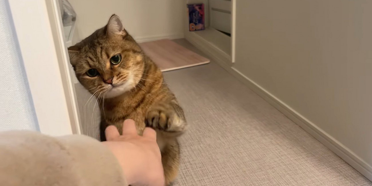 飼い主の手の動きを目で追う猫