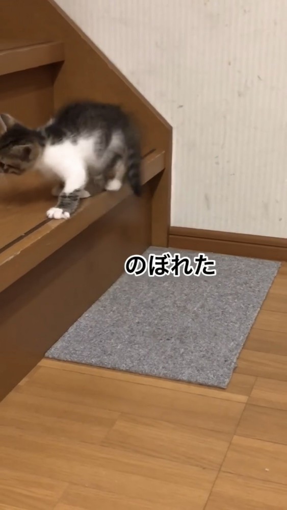 階段で遊ぶ子猫