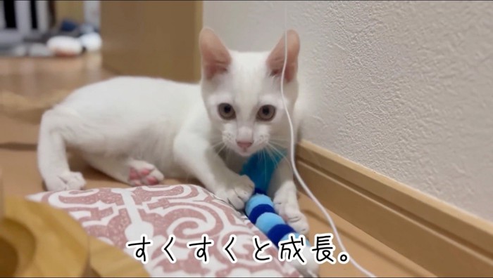 おもちゃで遊ぶ猫