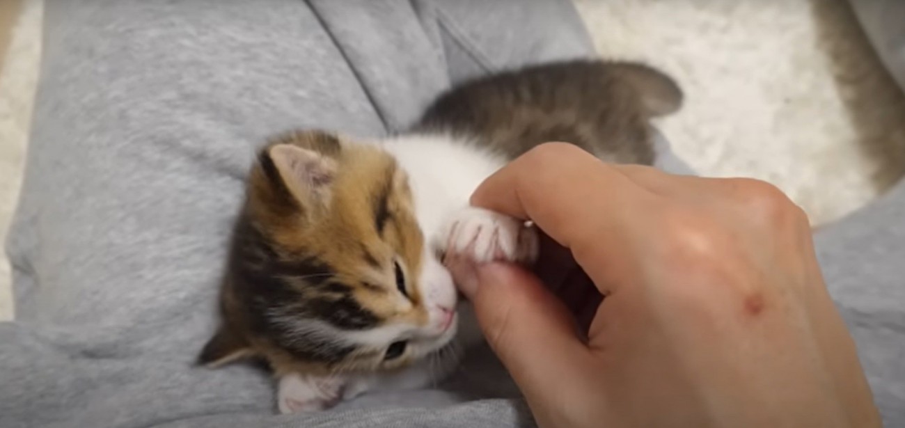 飼い主さんと遊ぶニコちゃん
