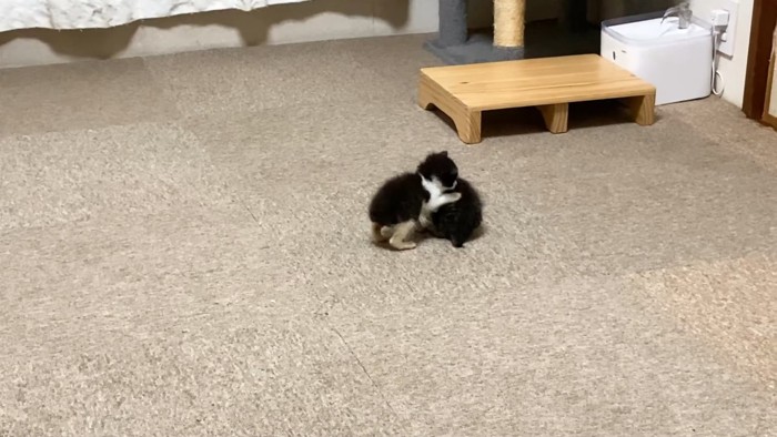 じゃれる2匹の赤ちゃん猫