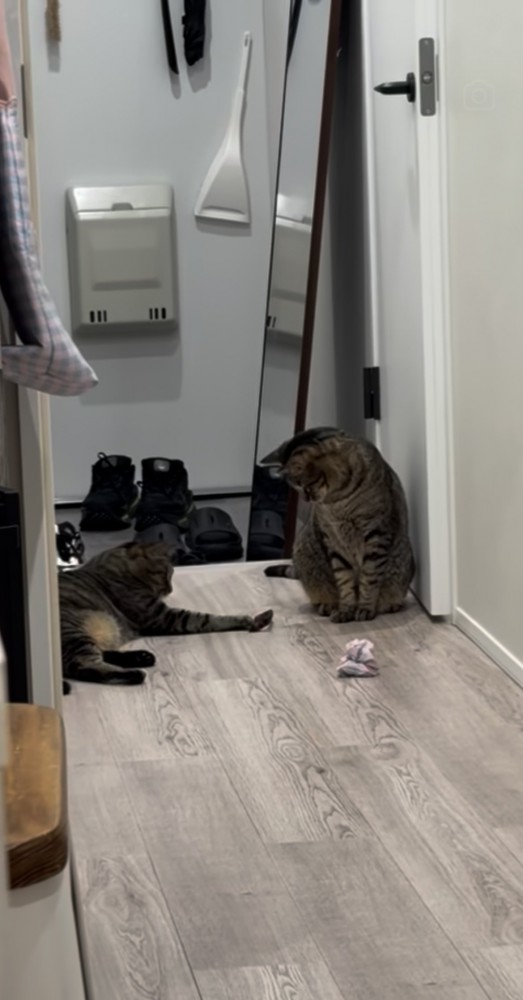 弟キジトラ猫からおもちゃを受け取る姉キジトラ猫