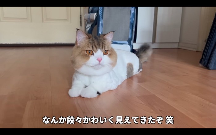 丸顔の猫