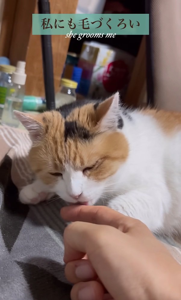 ペロペロする猫