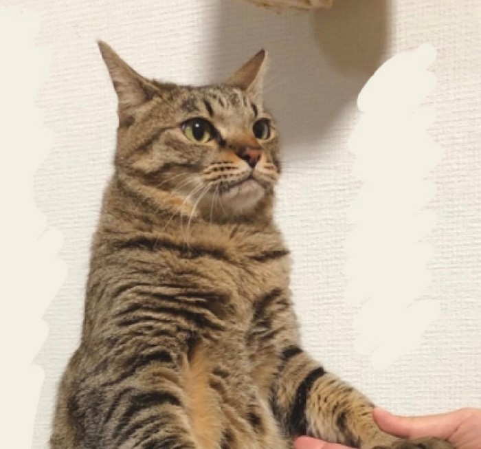 斜め上を見つめるメルちゃん