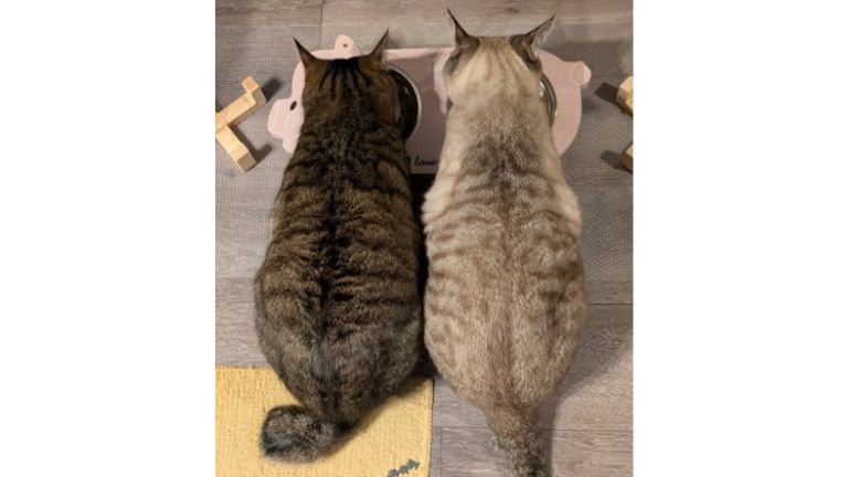 室内にいる猫