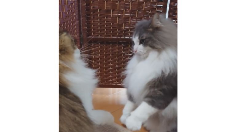 喧嘩している猫