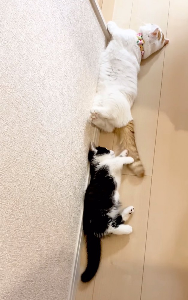先輩猫のしっぽで遊ぶ子猫