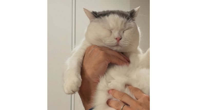 抱かれている猫