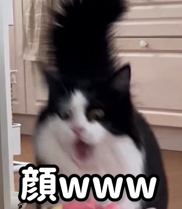 落ちたぬいぐるみを見て目と口を大きく開けている猫