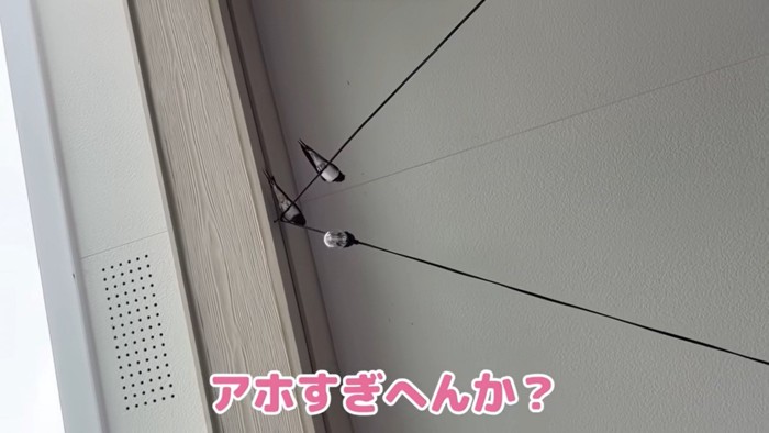 猫たちの近くで巣を作るのは危ないはず…