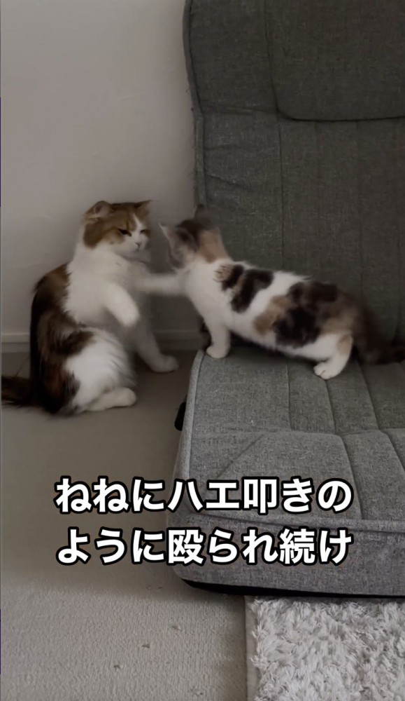 先住猫を叩く子猫