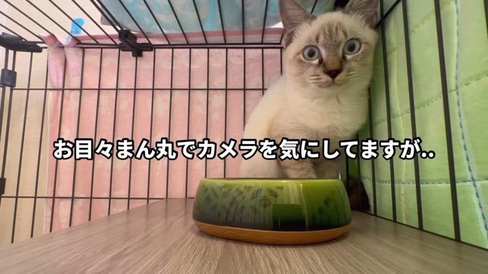 「お目々まん丸でカメラを気にしてますが…」