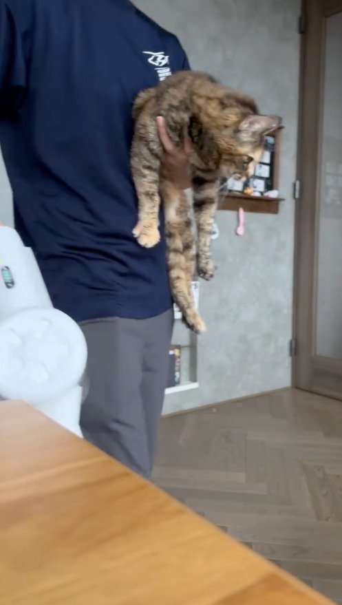 猫を左腕に抱えて掃除機をかけるスタッフ