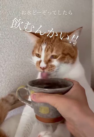 飲み続ける猫