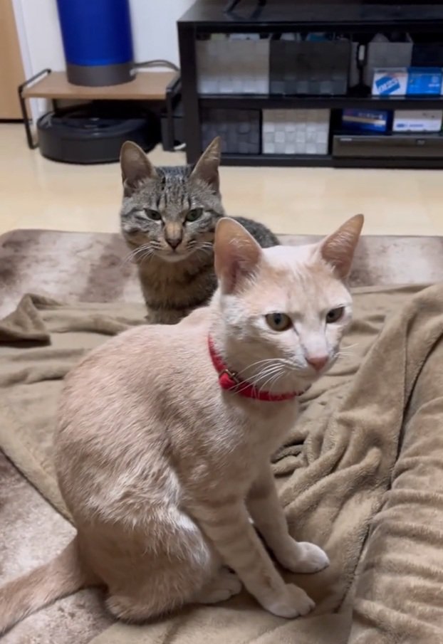 見つめる2匹の猫