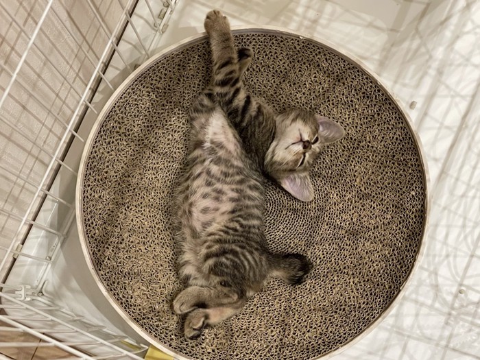 寝ている子猫