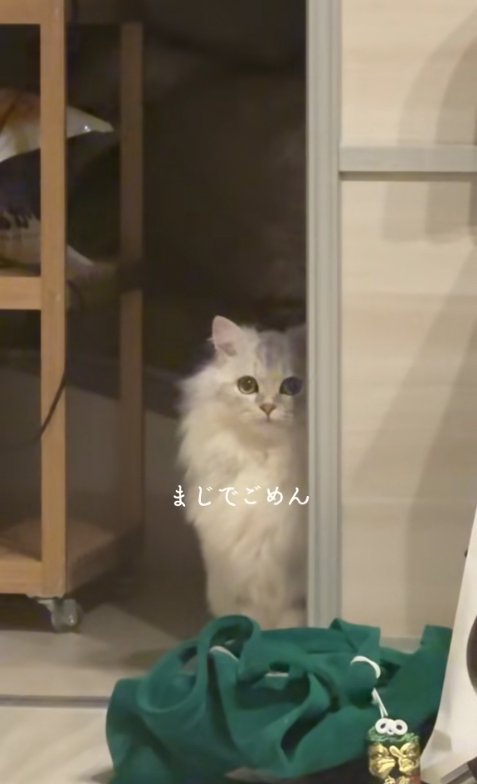 引き戸のそばでお座りをしているカメラ目線の猫「まじでごめん」