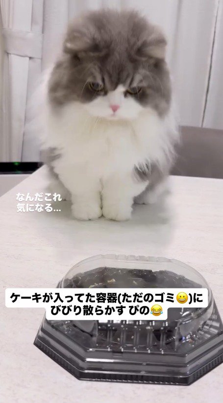 遠くからケーキの容器を眺める猫