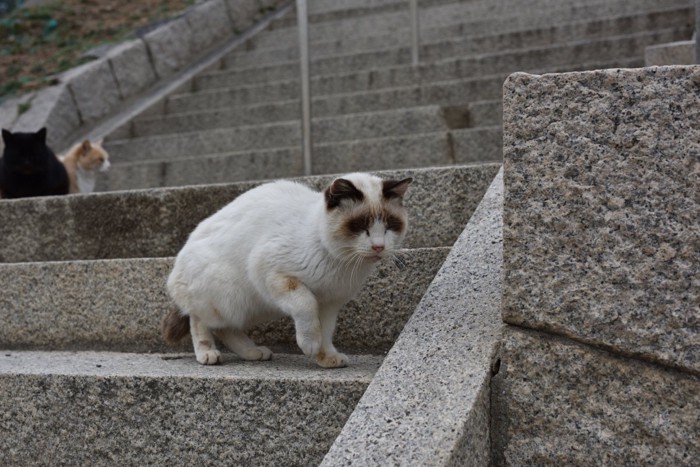フリーズ?する野良猫