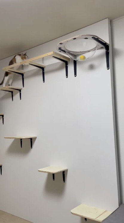 キャットウォークの階段を上る猫