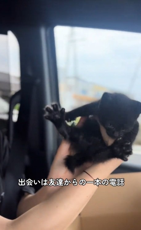 手で拾い上げられている黒猫