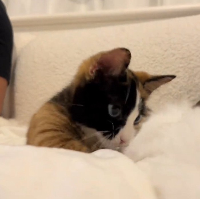 もふもふでくつろぐラニちゃん